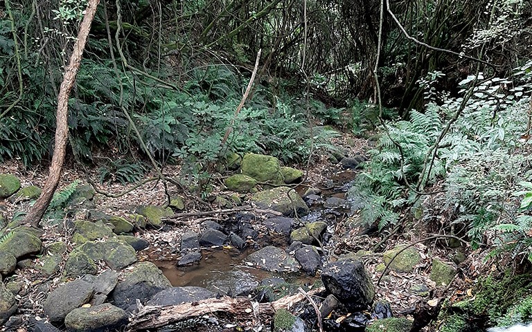 Pigeon Bay Stream