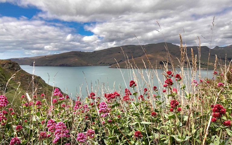 photo of spur valerian