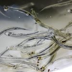 whitebait