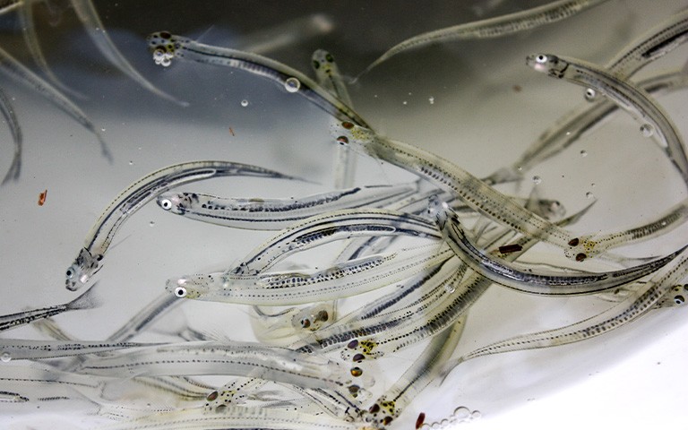 Read more about the article Īnaka ki Whakaraupō project on-track to better whitebait habitat