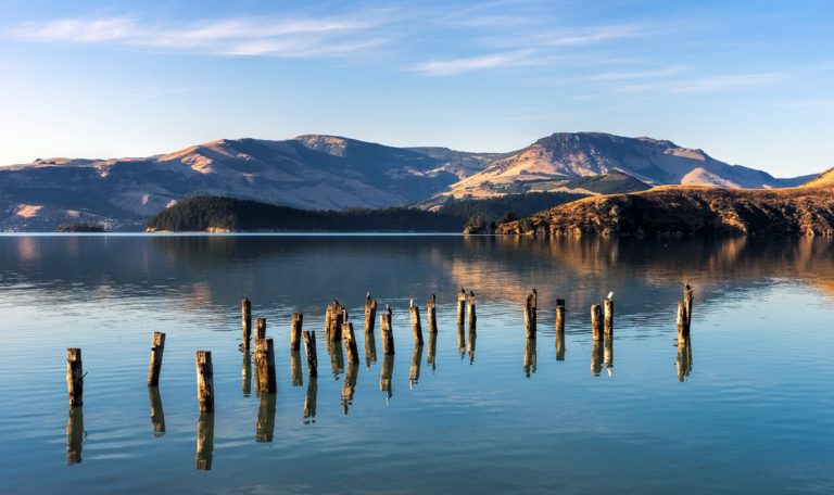 Seagulls on logs in bay, Mt Herbert in background