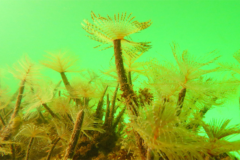 Read more about the article Marine pest Mediterranean fanworm in Whakaraupō/Lyttelton Harbour