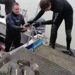 Preparing to place the rocks in the harbour