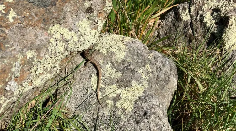 Skink.